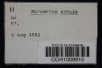 Marasmius rotula image