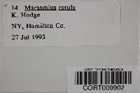 Marasmius rotula image