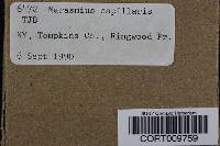 Marasmius capillaris image