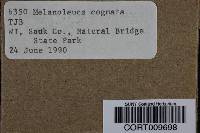 Media resource of Melanoleuca cognata