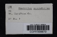Mycetinis scorodonius image