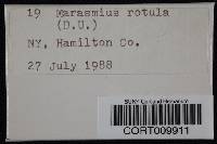 Marasmius rotula image