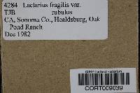Lactarius fragilis image