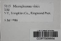 Microglossum viride image