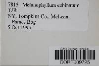 Melanophyllum haematospermum image