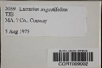 Media resource of Lactarius angustifolius