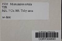 Marasmius rotula image