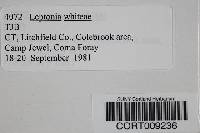 Leptonia whiteae image