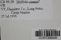 Mollisia cinerea image