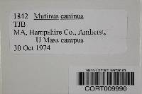 Mutinus caninus image