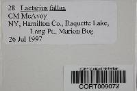 Lactarius fallax image