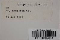 Media resource of Lycoperdon muscorum