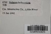 Nolanea holoconiota image