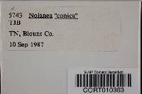 Nolanea conica image