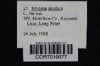 Mycena alcalina image
