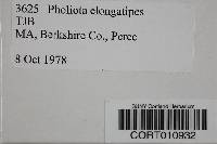 Media resource of Hypholoma elongatipes