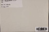 Phaeocollybia jennyae image