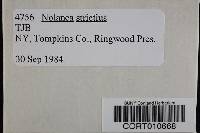 Nolanea strictior image