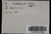 Media resource of Psathyrella hymenocephala