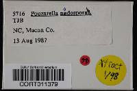 Pouzarella nodospora image
