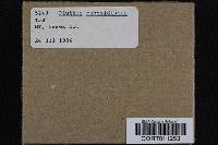 Media resource of Pluteus rugosidiscus