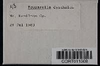 Media resource of Entoloma dysthales
