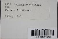 Media resource of Psilocybe crobula