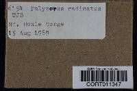 Polyporus radicatus image