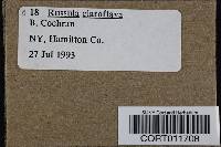 Russula claroflava image