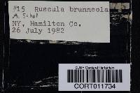 Media resource of Russula brunneola
