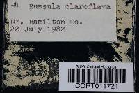Russula claroflava image