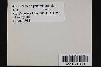 Media resource of Ramaria gelatiniaurantia