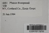 Pluteus thomsonii image
