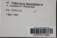Media resource of Rhizopogon roseolus