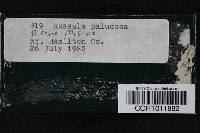 Thumbnail image of current specimen