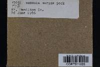 Thumbnail image of current specimen
