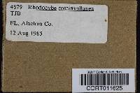 Rhodocybe roseiavellanea image
