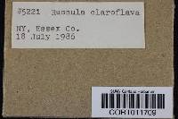 Russula claroflava image