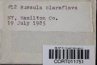 Russula claroflava image