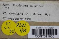 Media resource of Rhodocybe speciosa