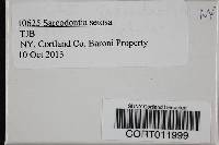 Media resource of Sarcodontia setosa