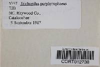 Media resource of Entoloma porphyrophaeum