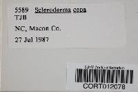 Scleroderma cepa image