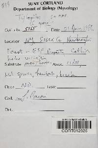 Austroboletus gracilis image