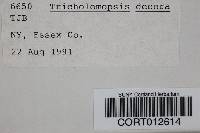 Tricholomopsis decora image