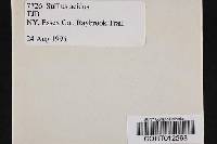 Media resource of Suillus acidus