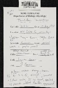 Tricholoma aurantium image