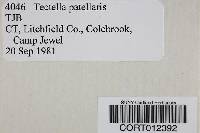 Media resource of Tectella patellaris