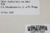 Suillus lakei image