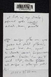 Tricholoma manzanitae image